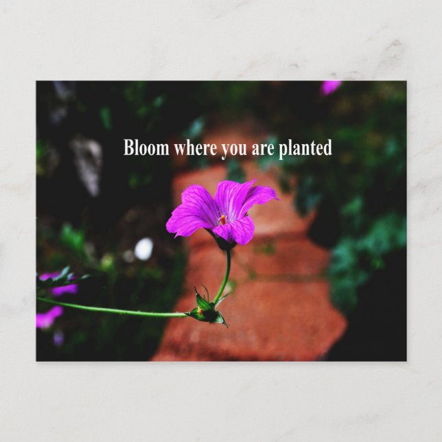 Carte Postale Fleur où vous êtes planté (Devant)
