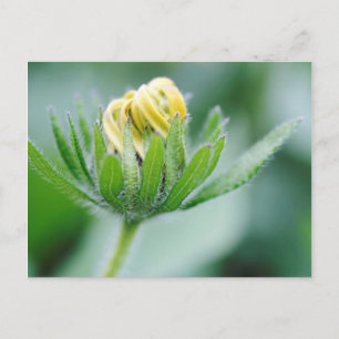 Carte Postale Fleur Ouverte De Cone Flower