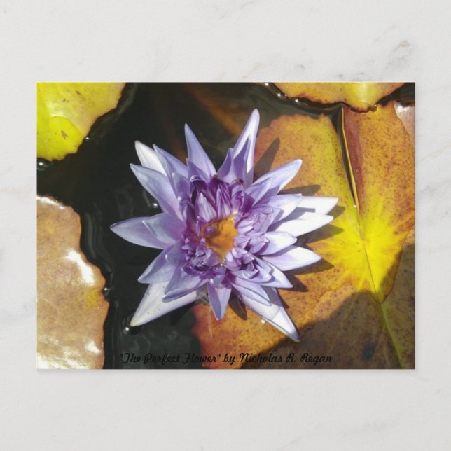 Carte postale Fleur Parfaite (Devant)
