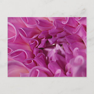Carte Postale Fleur photo macro