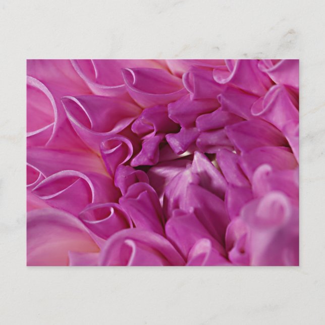 Carte Postale Fleur photo macro (Devant)