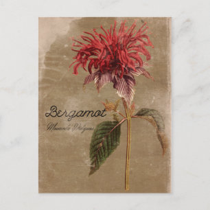 Carte Postale Fleur Plante Bergamot de style vintage
