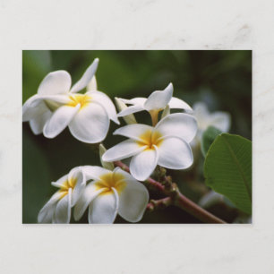 Carte Postale Fleur Plumeria