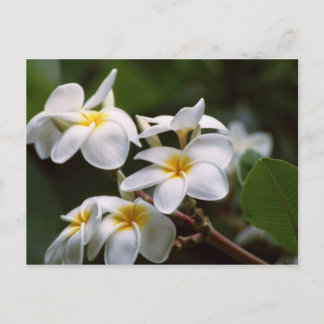Carte Postale Fleur Plumeria