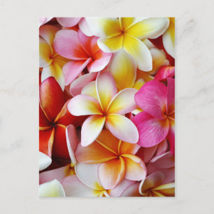 Carte Postale Fleur Plumeria mélangée rose jaune