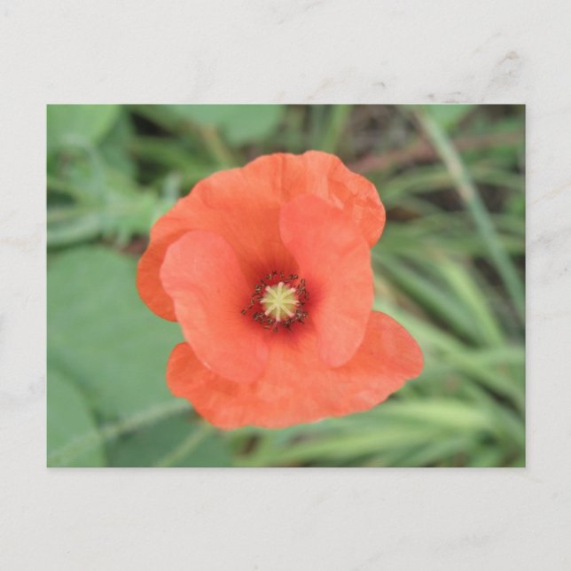 Carte postale Fleur Poppy sauvage (Devant)