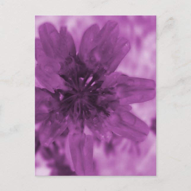 Carte Postale Fleur pourpre (Devant)
