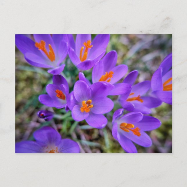 Carte Postale Fleur pourpre (Devant)