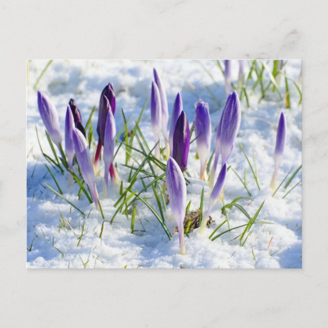 Carte Postale Fleur pourpre de crocus dans la neige Frost (Devant)