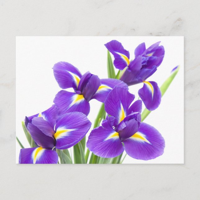 Carte Postale fleur pourpre d'iris (Devant)