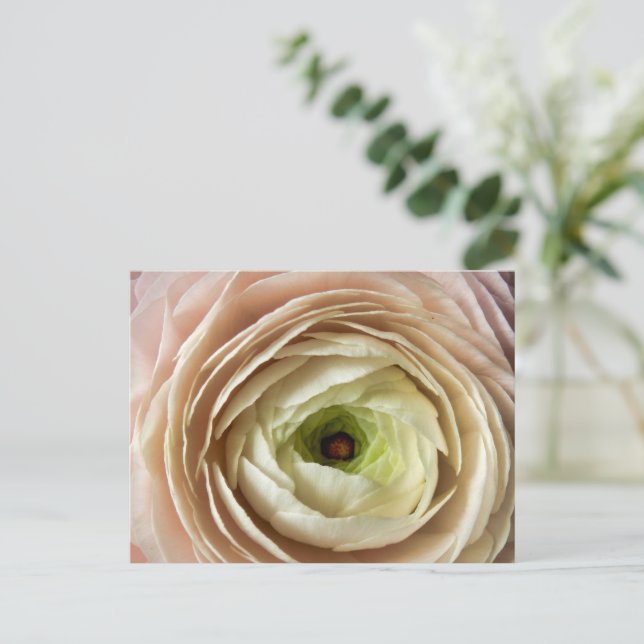 Carte Postale Fleur Ranunculus (Debout devant)