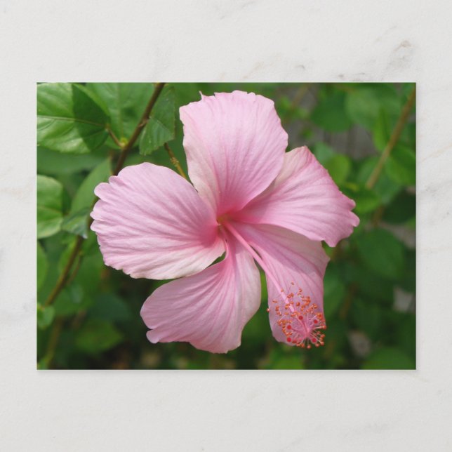 Carte Postale Fleur République Dominicaine (Devant)
