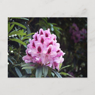 Carte Postale Fleur rhododendron rose pâle