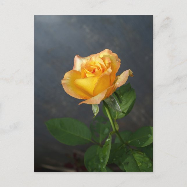 Carte Postale Fleur rose (Devant)