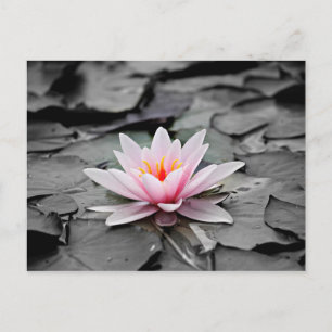 Carte Postale Fleur rose