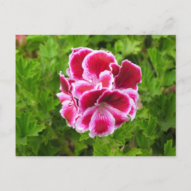 Carte Postale fleur rose (Devant)