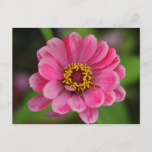 Carte Postale fleur rose