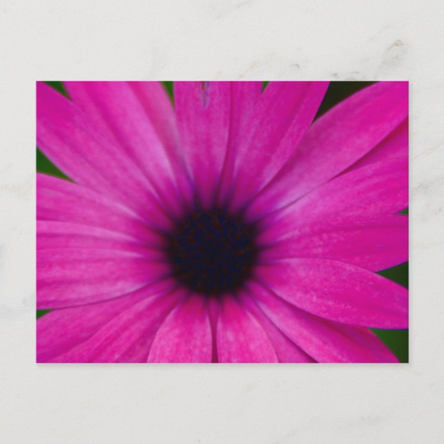 Carte Postale fleur rose (Devant)
