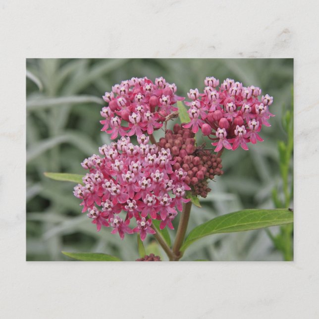 Carte Postale Fleur rose (Devant)