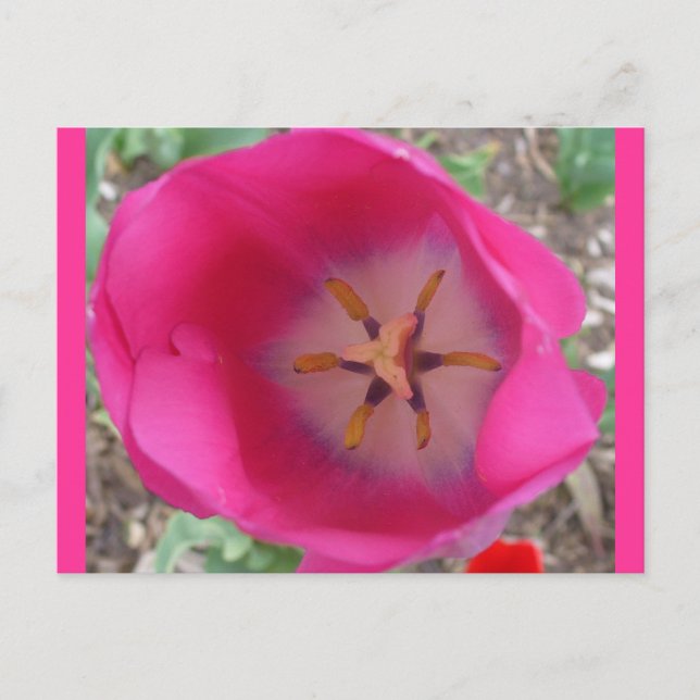 Carte Postale Fleur rose au jardin (Devant)