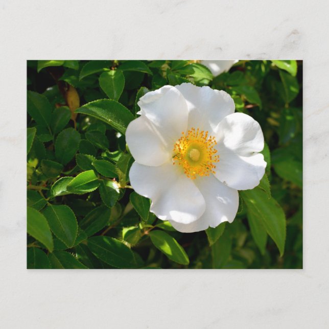 Carte Postale Fleur Rose Cherokee (Devant)