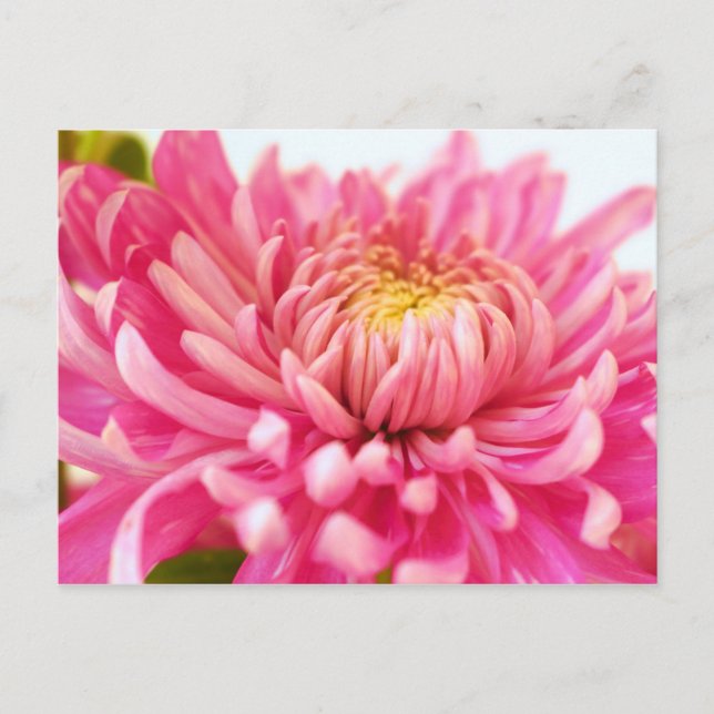 Carte Postale Fleur rose Chrysanthemum (Devant)
