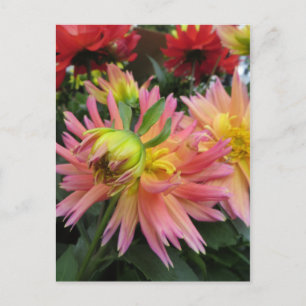 Carte Postale Fleur rose florissante
