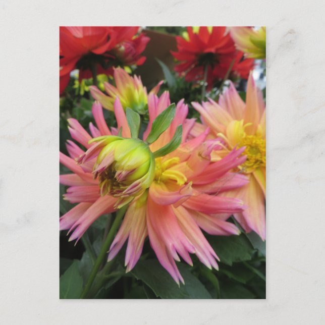 Carte Postale Fleur rose florissante (Devant)