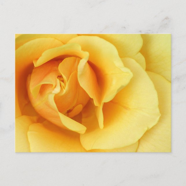 Carte postale Fleur rose jaune (Devant)
