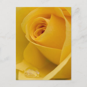 Carte Postale Fleur rose jaune