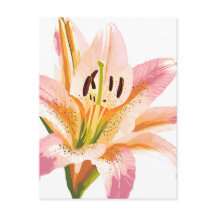 Fleur rose Lily | Aquarelle peinture florale