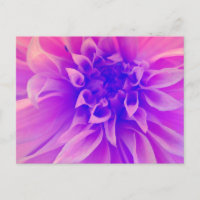 Fleur rose Macro