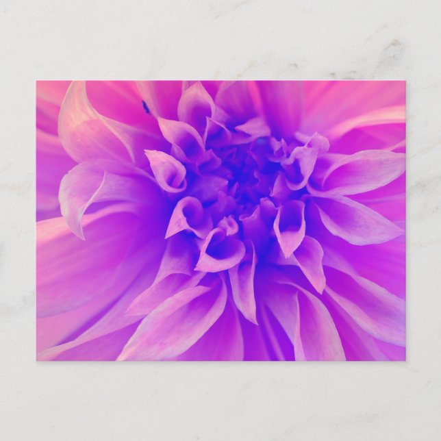 Carte Postale Fleur rose Macro (Devant)