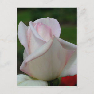 Carte Postale Fleur rose pâle