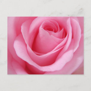 Carte Postale Fleur rose rose gros plan