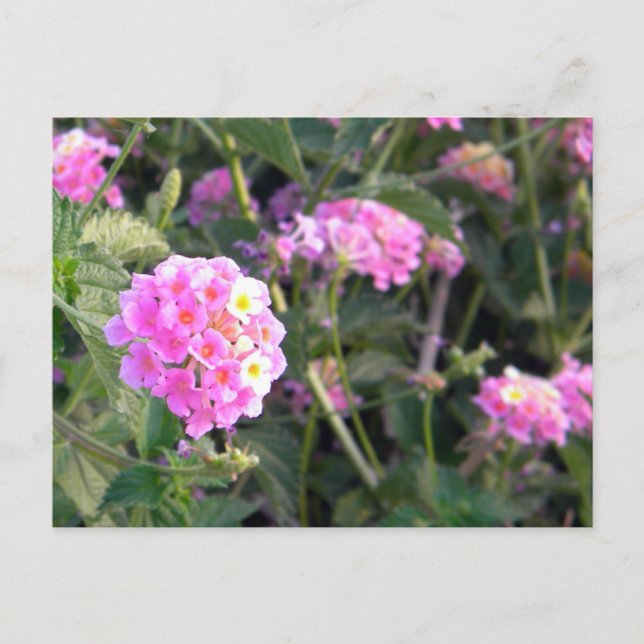Carte Postale Fleur rose sauvage (Devant)