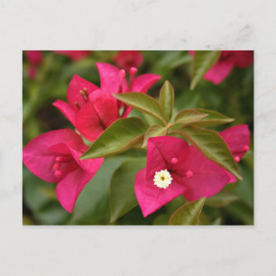 Carte Postale fleur rose/violette