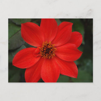Carte Postale Fleur rouge lumineuse