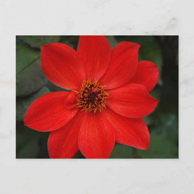 Carte Postale Fleur rouge lumineuse (Devant)