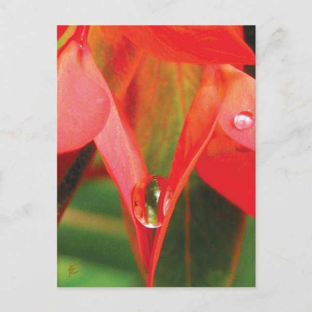 Carte Postale Fleur rouge sensuelle à mâcher (Devant)