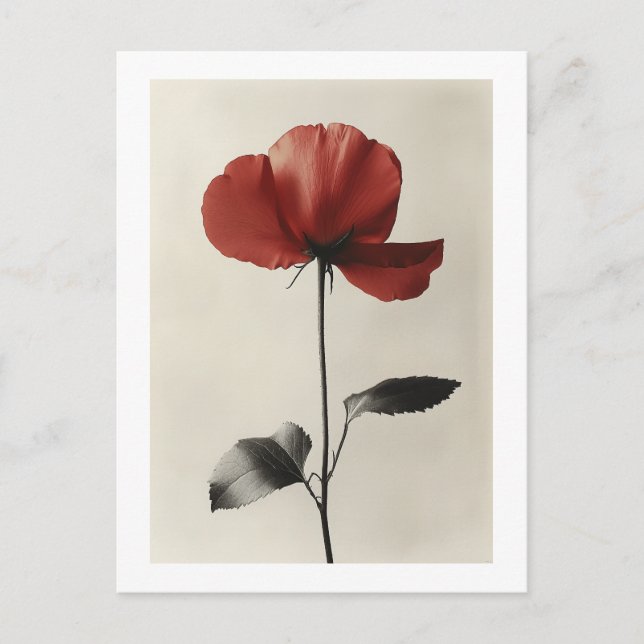 Carte Postale Fleur rouge solitaire (Devant)