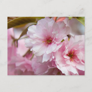 Carte Postale Fleur Sakura rose