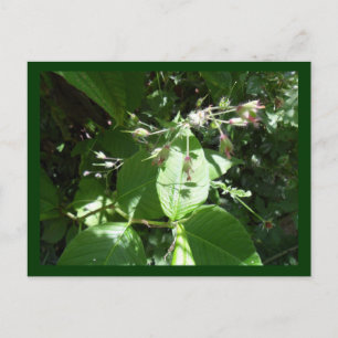 Carte Postale Fleur sauvage