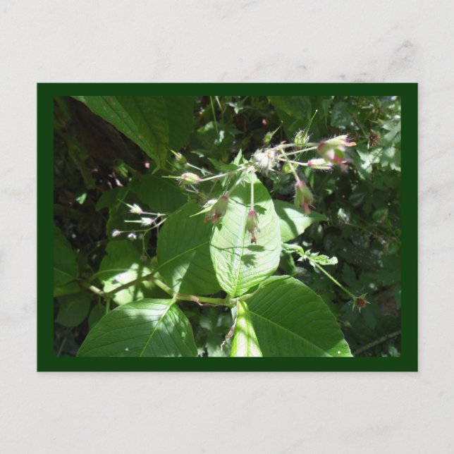 Carte Postale Fleur sauvage (Devant)