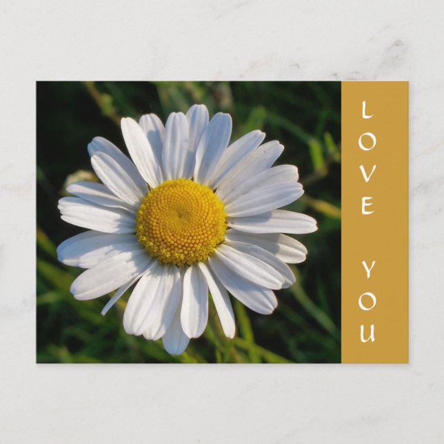 CARTE POSTALE FLEUR SAUVAGE (Devant)