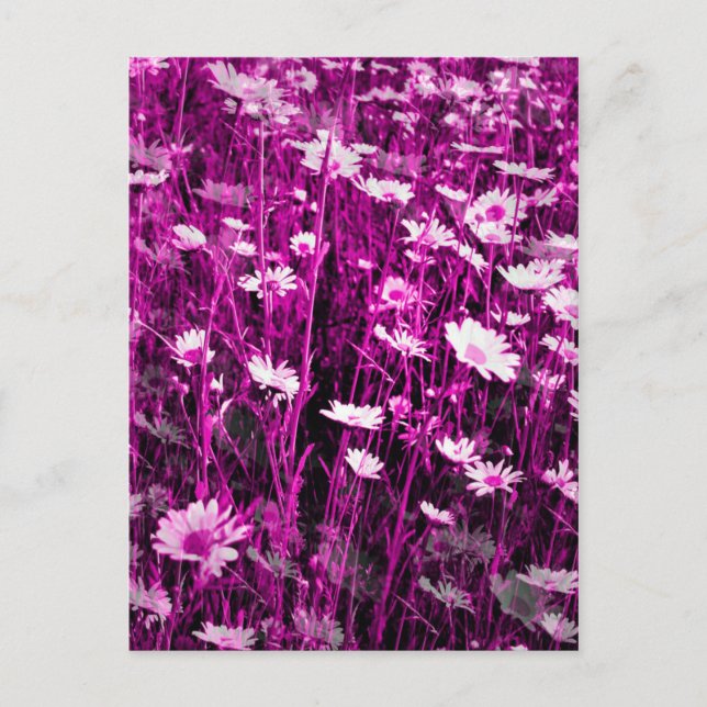 CARTE POSTALE FLEUR SAUVAGE (Devant)