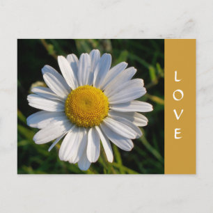 CARTE POSTALE FLEUR SAUVAGE