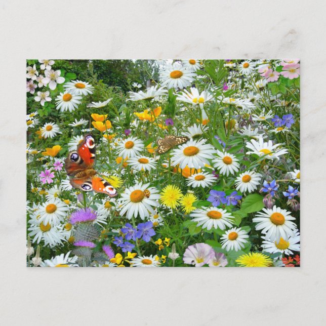 Carte Postale Fleur sauvage (Devant)