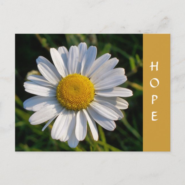 CARTE POSTALE FLEUR SAUVAGE (Devant)