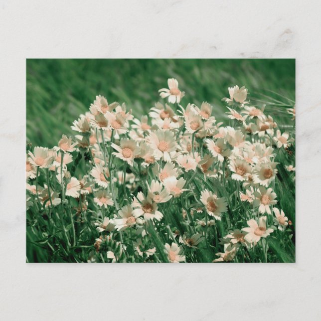 Carte Postale Fleur sauvage (Devant)